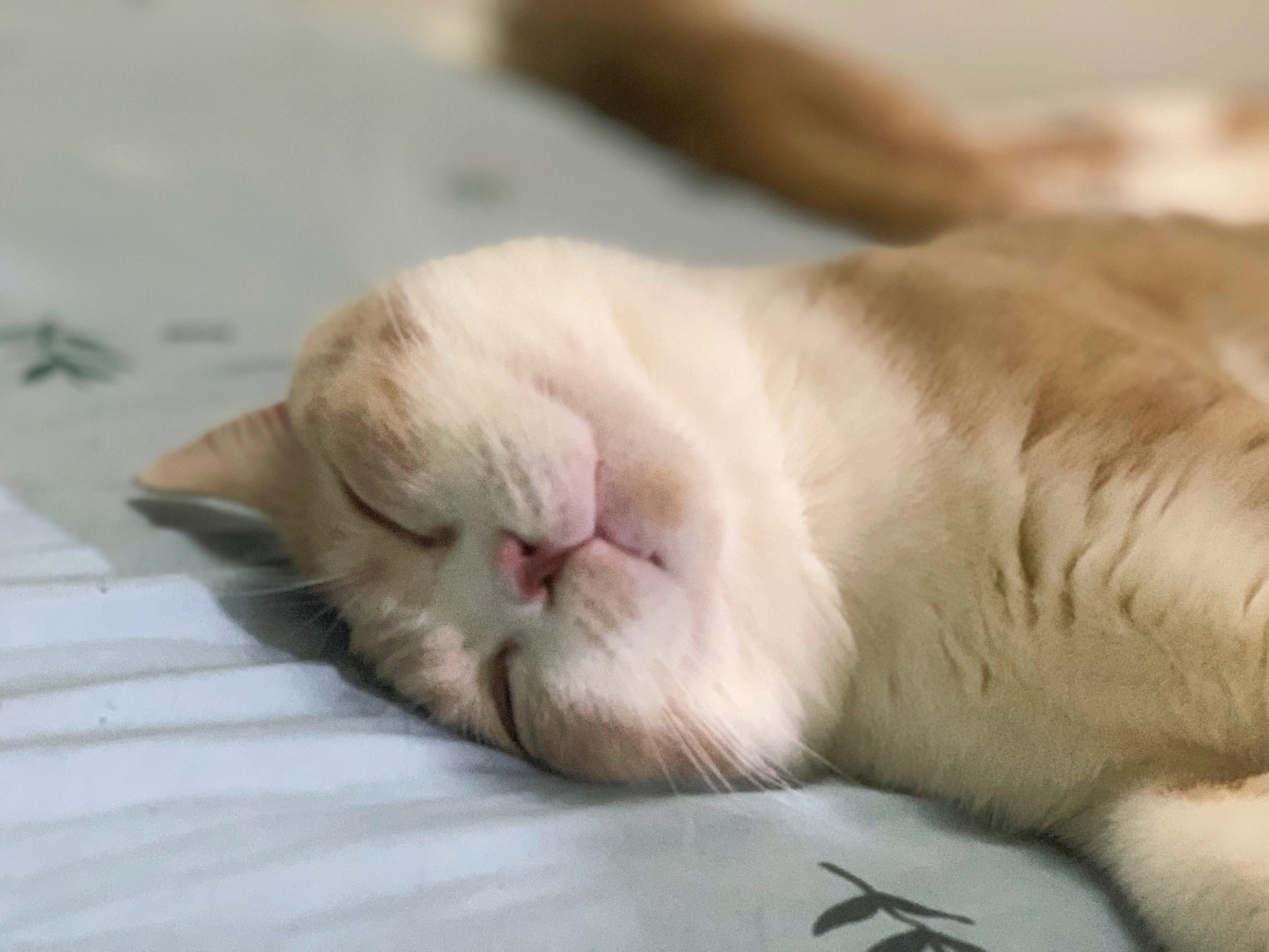 潮级玩家# #喵星人日记# 天呀[emoji]1f631[/emoji]……我都不敢